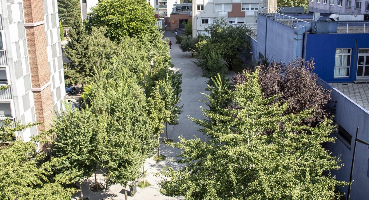 Lisière d’une Tierce Forêt – Lisière d'une Tierce Forêt